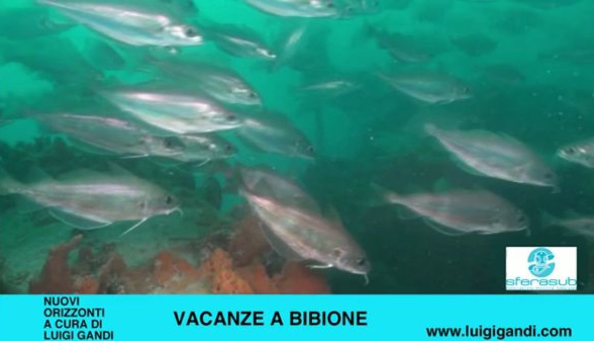 Vacanze_a_Bibione_2019_–_puntata_4_–_Tegnue.4